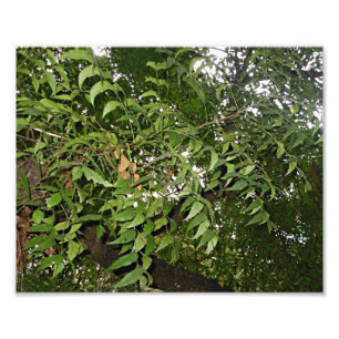 Foto Azadirachta del árbol de Neem indica