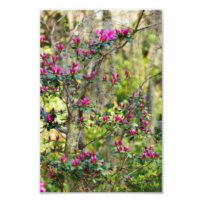 Foto Azalea rosa en Bud (Frente)