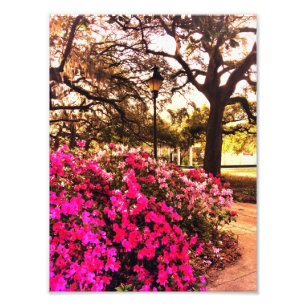 Foto Azaleas en el parque de Forsyth