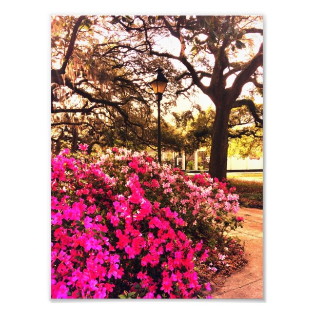 Foto Azaleas En Forsyth Park (Frente)
