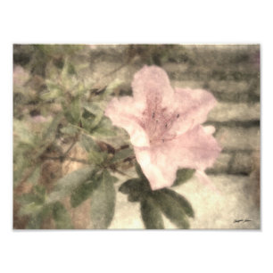 Foto Azaleas rosa 1 cosecha