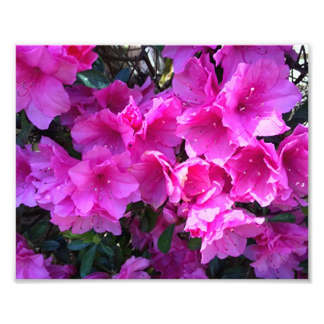 Foto Azaleas rosadas en flor (Frente)