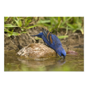Foto Azul grosbeak bebiendo en estanque de patio traser