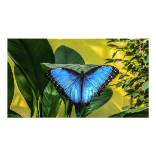 Foto Azul Morfo Mariposa Flora Naturaleza floral Arte