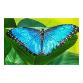 Foto Azul Morfo Mariposa Flora Naturaleza floral Arte