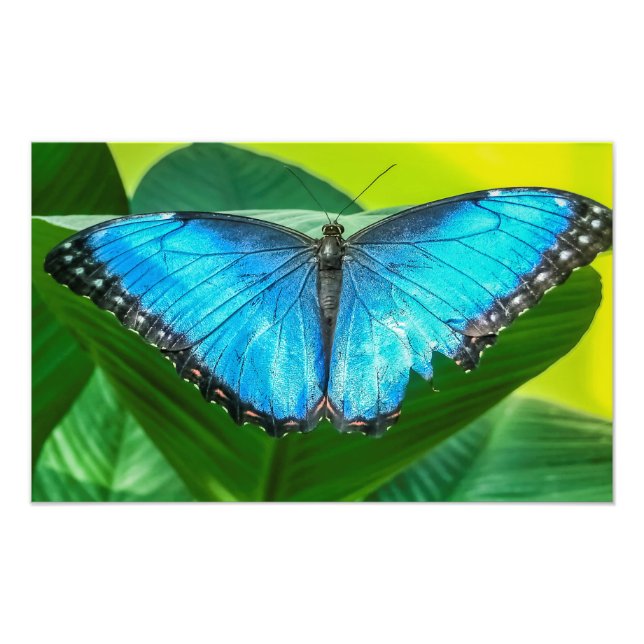 Foto Azul Morfo Mariposa Flora Naturaleza floral Arte (Frente)