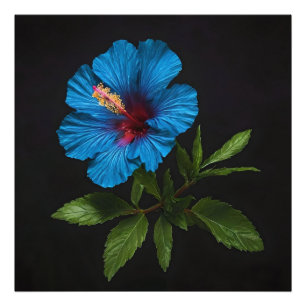 Foto "Azul radiante: Flor hibiscus sobre negro