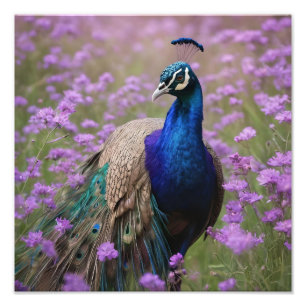 Foto Azul Real: Pavo Real Azul En Campo De Lavanda,