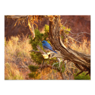 Foto Azulejo Montañés en el Parque Nacional Arches