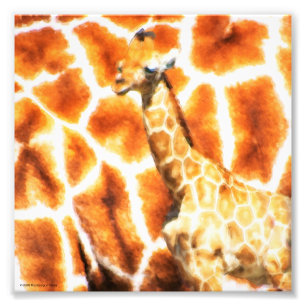 Foto Baby Giraffe