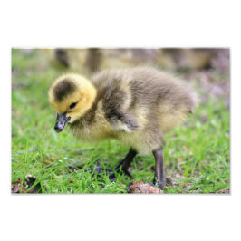 Foto Baby Goose