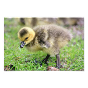 Foto Baby Goose