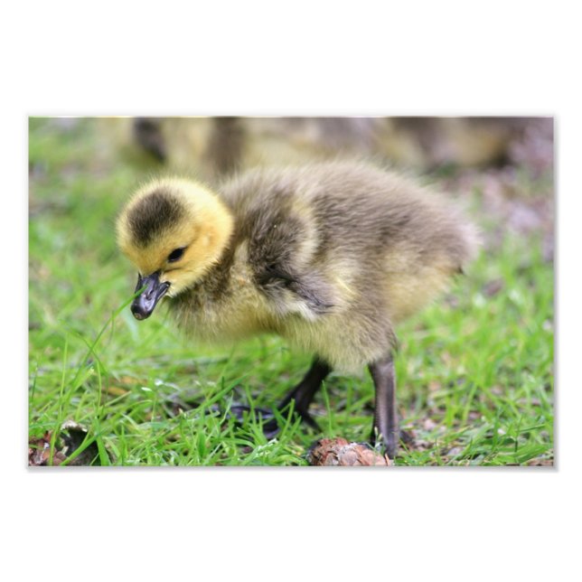 Foto Baby Goose (Frente)