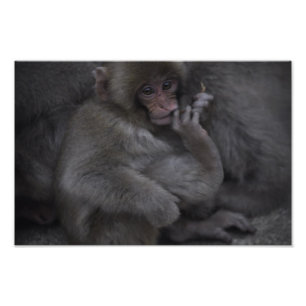 Foto Baby Macaque, Macaco Bebe