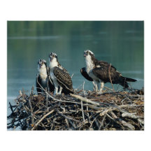 Baby Osprey