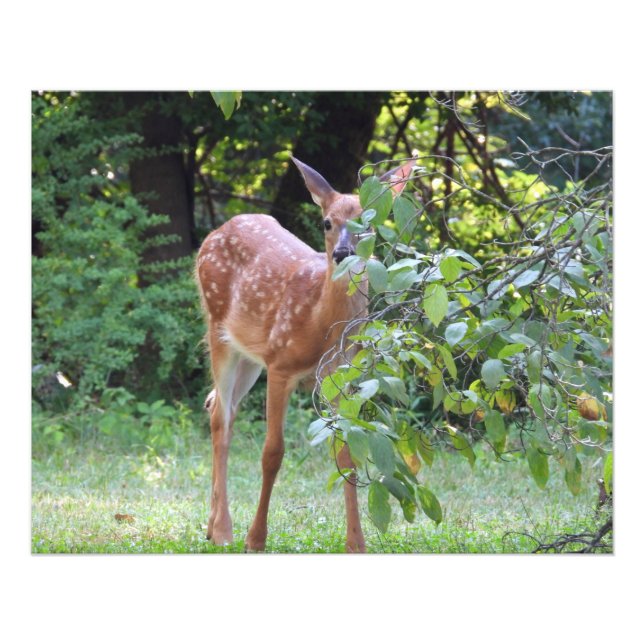 Foto Baby White Tail Deer Fawn (Frente)