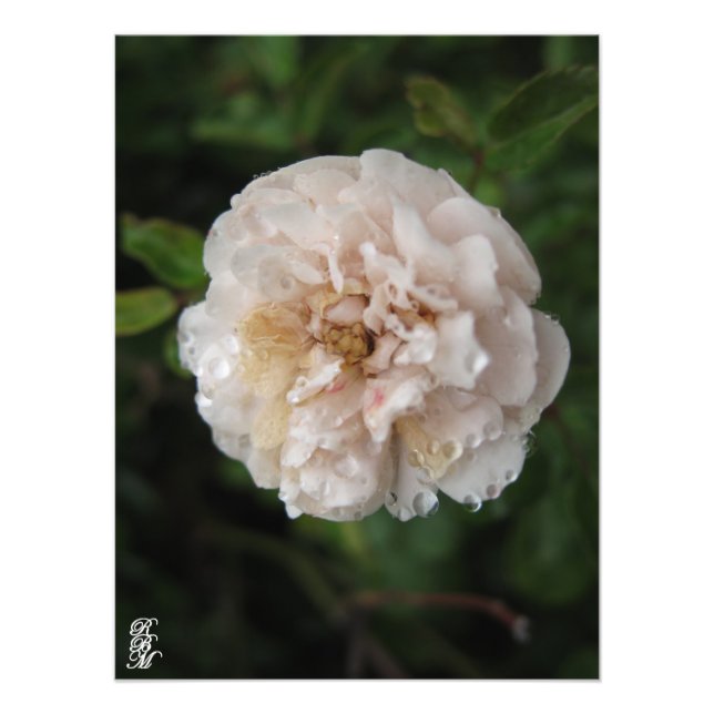 Foto Bailar con una flor (Frente)