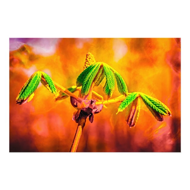 Foto Baile De Fuego (Frente)