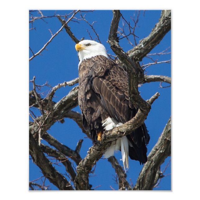 Foto Bald Eagle (Frente)