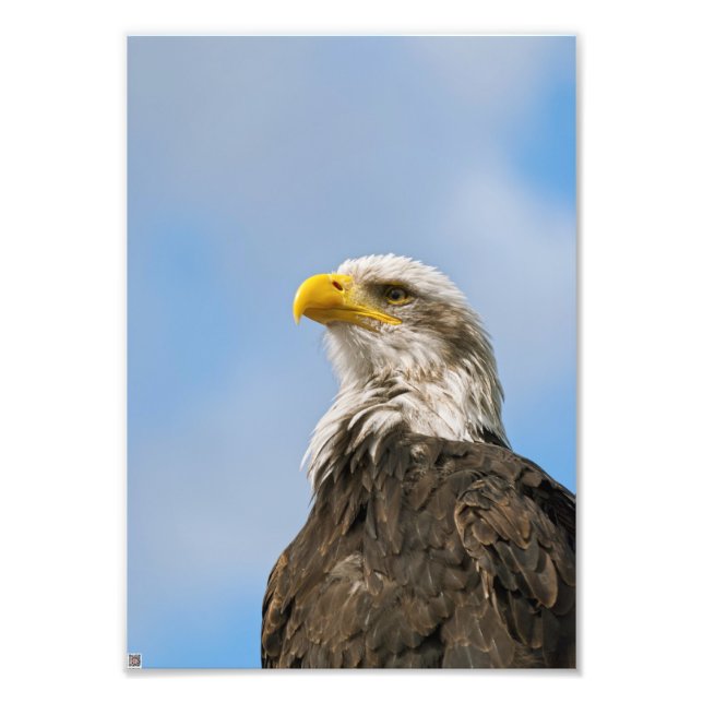 Foto Bald Eagle (Frente)