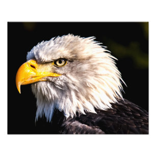 Foto Bald Eagle