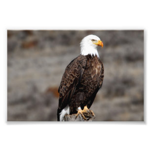 Foto Bald Eagle