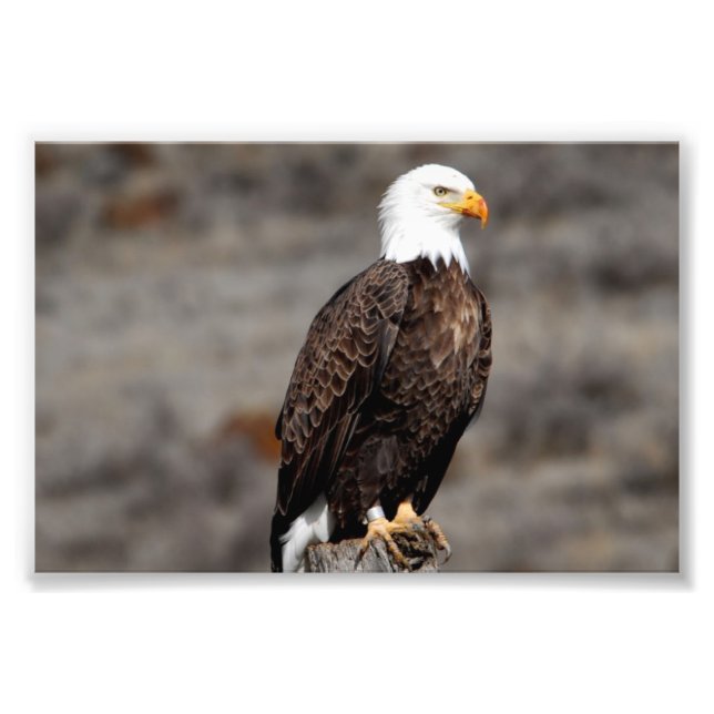 Foto Bald Eagle (Frente)