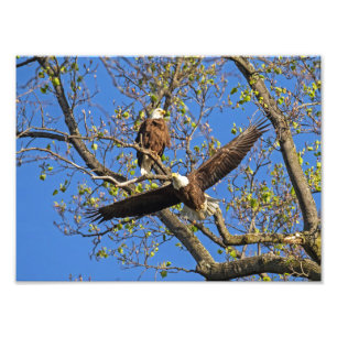 Foto Bald Eagle Pair