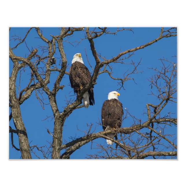 Foto Bald Eagle Pair (Frente)