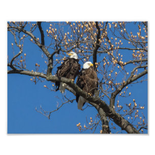 Foto Bald Eagle Pair