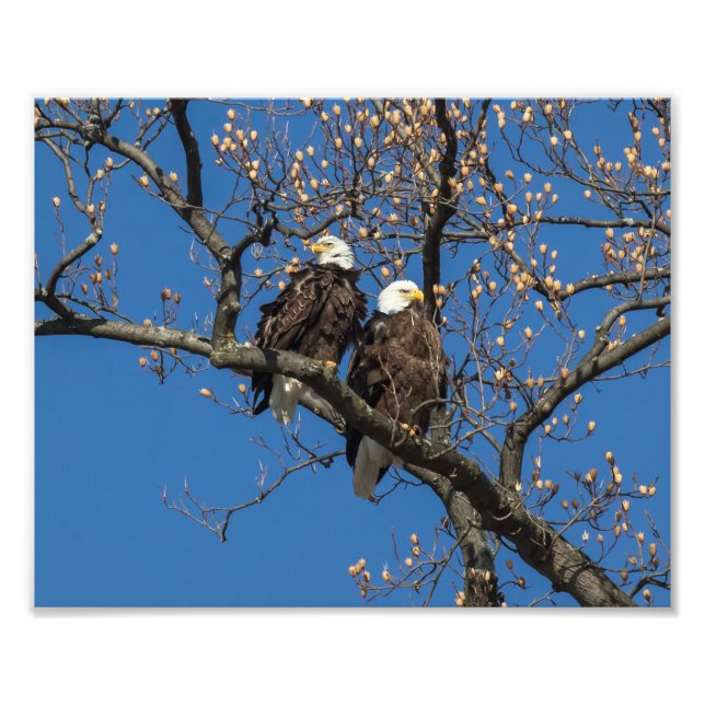 Foto Bald Eagle Pair (Frente)