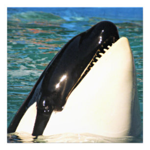 Foto Ballena emergiendo en mar abierto