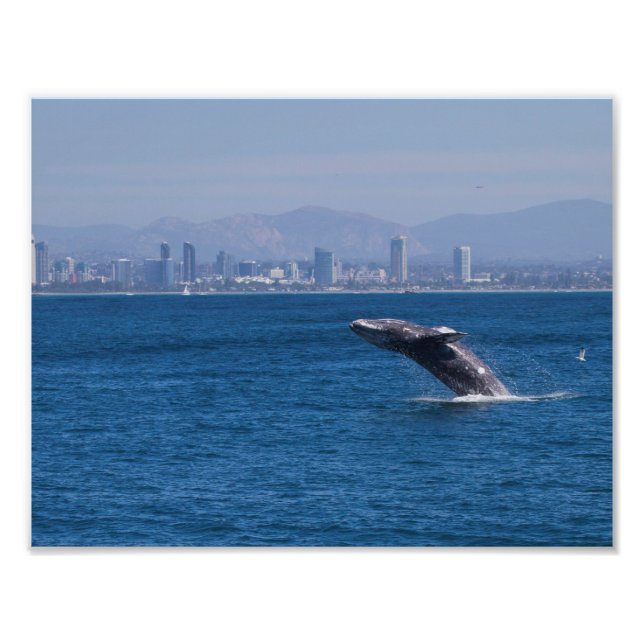 Foto Ballenas de un tiempo (Frente)
