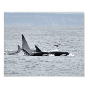 Foto ¡Ballenas Orcas!
