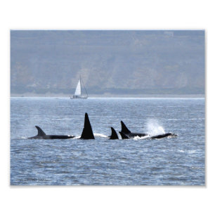 Foto Ballenas Orcas Nadando Por
