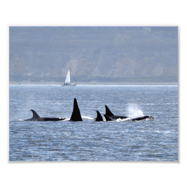 Foto Ballenas Orcas Nadando Por (Frente)