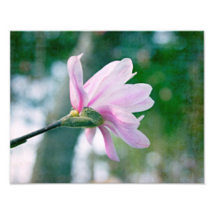 Foto Ballerina Magnolia
