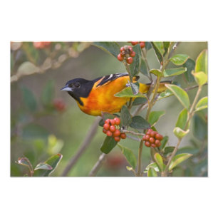 Foto Baltimore Oriole