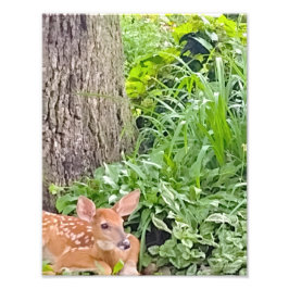 Foto Bambi