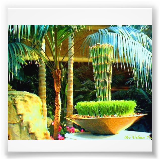 Foto Bambu chino (Frente)