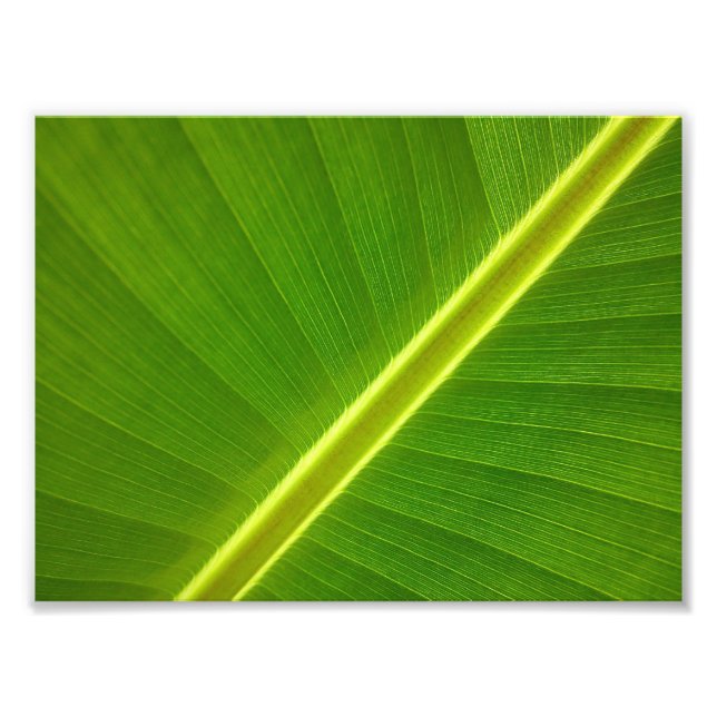 Foto Banana Leaf Macro (Frente)