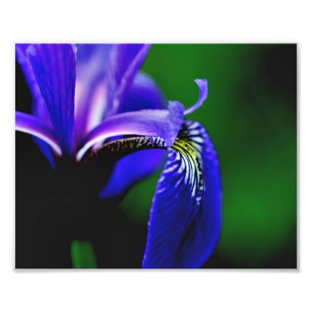 Foto Bandera Azul Iris Flower Petal 8x10 Cierre (Frente)