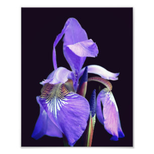 Foto Bandera azul púrpura pálida Iris Flor 8x10