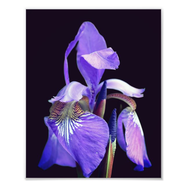 Foto Bandera azul púrpura pálida Iris Flor 8x10 (Frente)