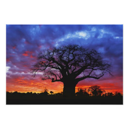 Foto Baobab africano, Adansonia digitata, 2