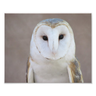 Foto Barn Owl