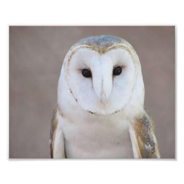 Foto Barn Owl (Frente)