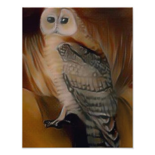 Foto Barn Owl 🦉