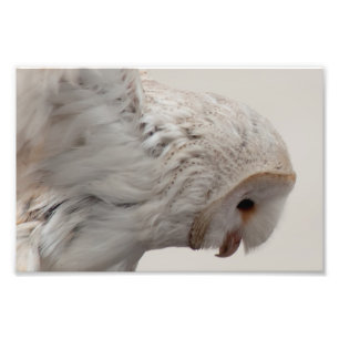 Foto Barn Owl