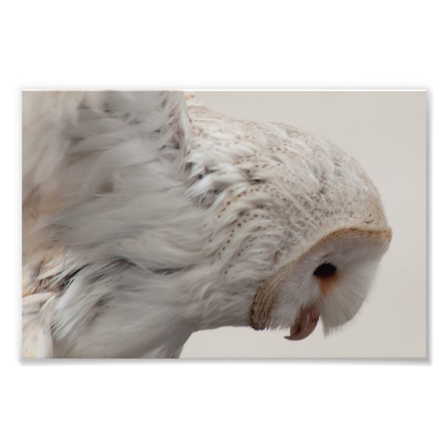 Foto Barn Owl (Frente)
